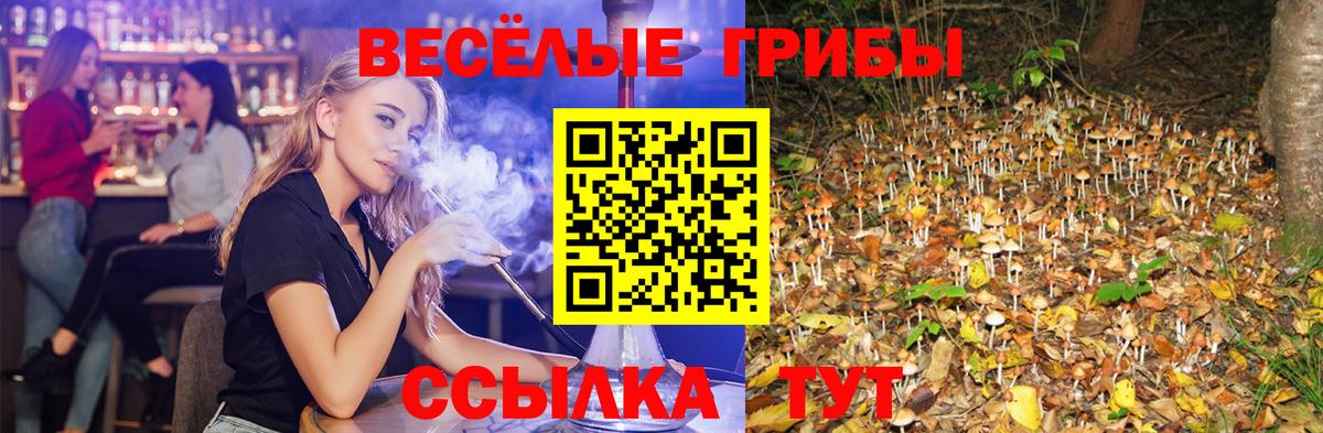 закладки  Кулебаки  Галлюциногенные грибы GOLDEN TEACHER 